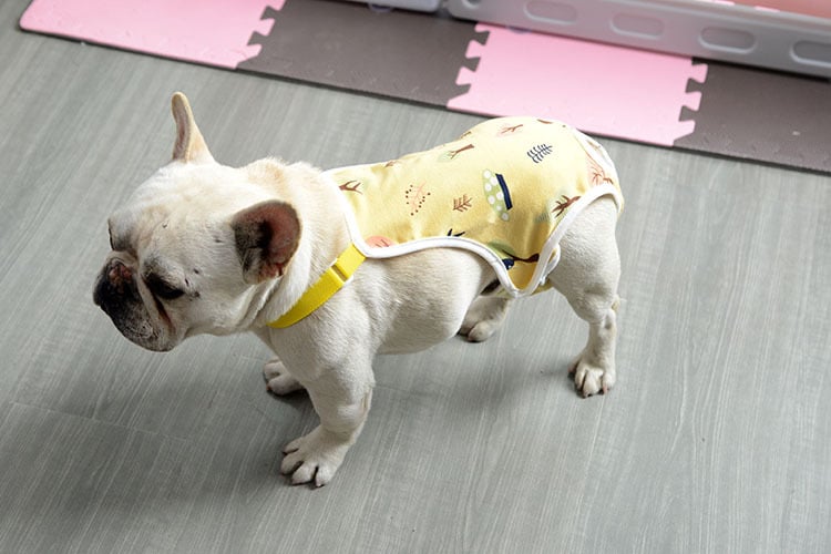 Female Dog Heat Cycle Pants