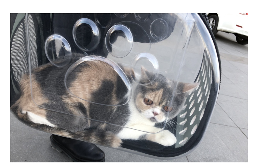 Transparent Pet Backpack Carrier for Cats & Small Dogs